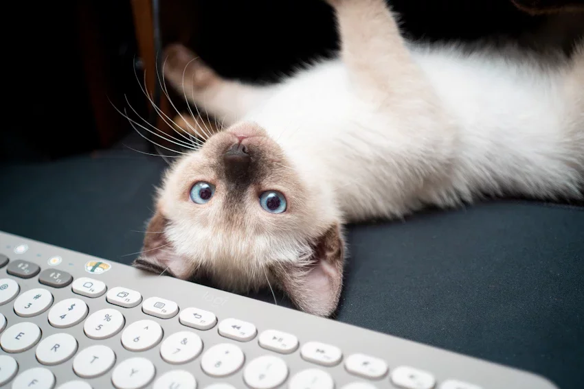 Primeiros passos no Quora