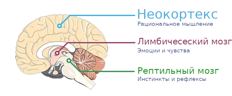 структура мозга