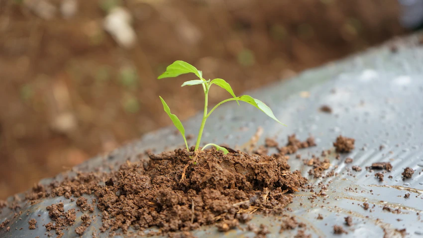 paid vs organic growth